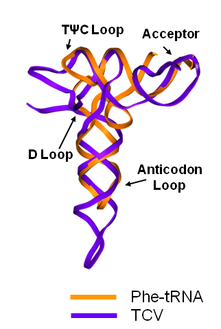 Figure 2 right