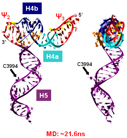 Tertiary Structure of TCV