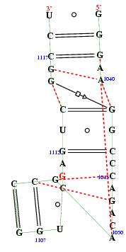 secondary structure of junction 60