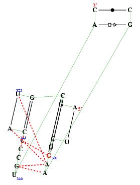 secondary structure of junction 6951